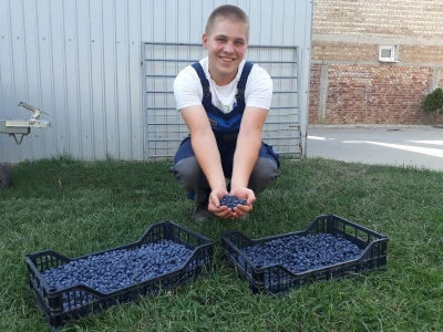 Berba borovnice jedine plantaže u Padini
