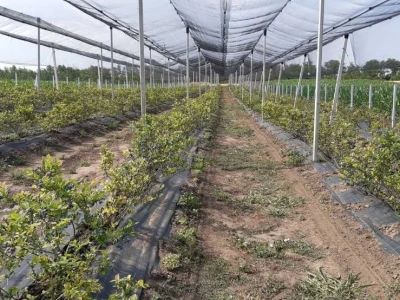 Berba borovnice jedine plantaže u Padini