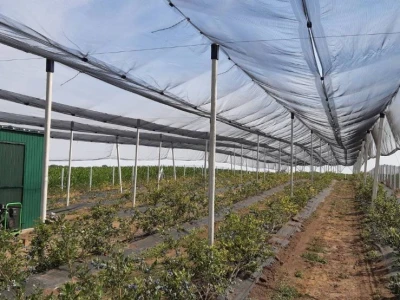 Berba borovnice jedine plantaže u Padini
