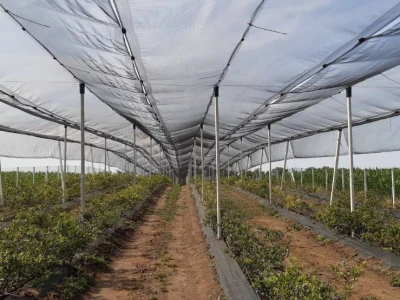 Berba borovnice jedine plantaže u Padini