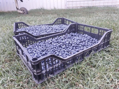 Berba borovnice jedine plantaže u Padini