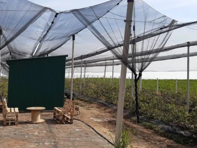 Berba borovnice jedine plantaže u Padini
