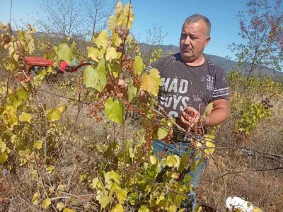 Berba grožđa