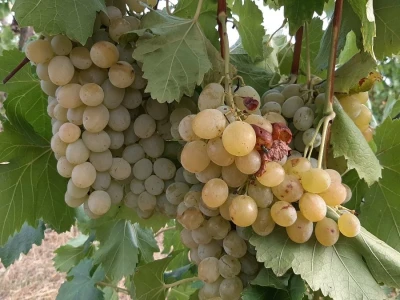 Berba grožđa i uticaj suše na kvantitet i kvalitet