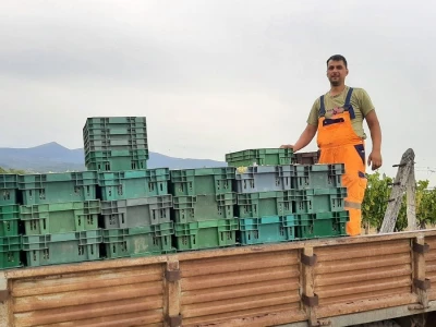 Berba grožđa i uticaj suše na kvantitet i kvalitet