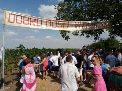 Berba grožđa u Aracu