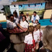 Berba grožđa u Aracu