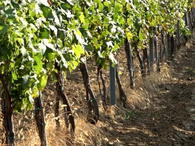 Berba grožđa u vinariji Kosović