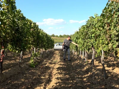 Berba grožđa u vinariji Kosović
