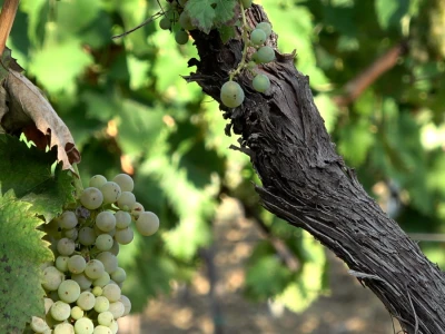 Berba grožđa u vinariji Kosović