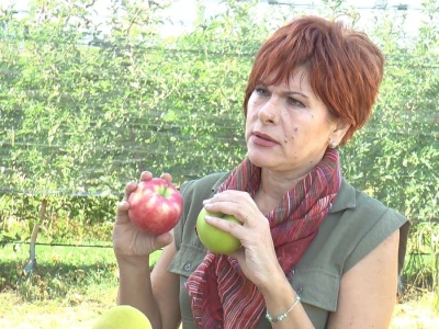 berba jabuke