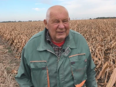 Berba kukuruza u Čeneju, rod prepolovljen