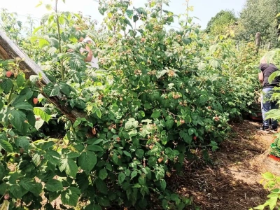 Berba malina