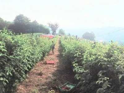 Berba malina