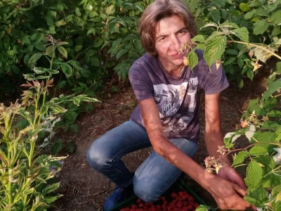 Berba malina
