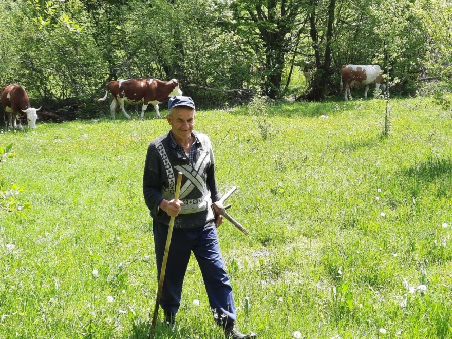 Ispa&scaron;a krava