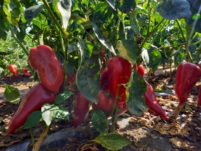 Berba paprike - Prigrevica (Apatin)