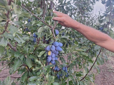 Berba šljive
