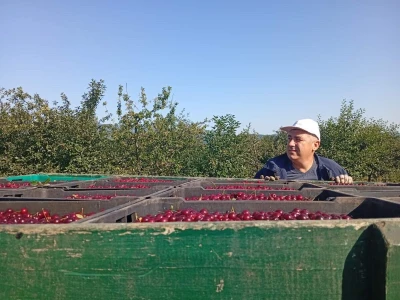 Berba višnje