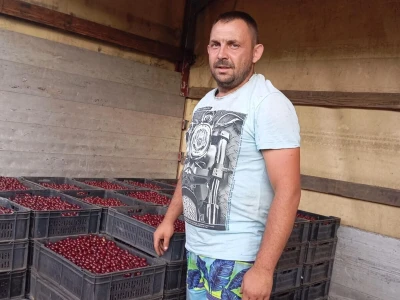 Berba višnje