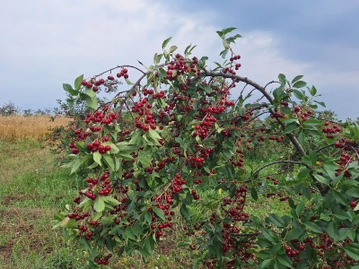 Berba višnje