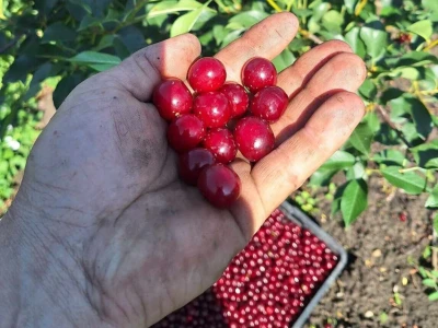 Berba višnje