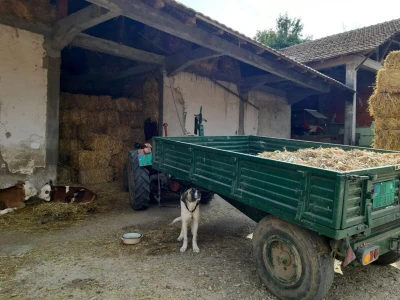Berićet