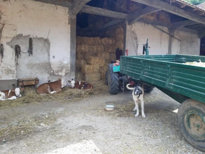 Berićet