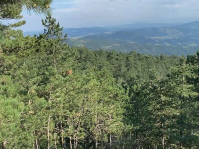 Bespravna seča, bolesti i suša