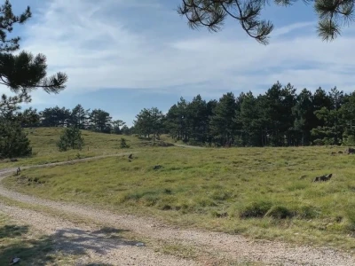 Bespravna seča, bolesti i suša