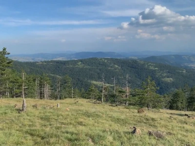 Bespravna seča, bolesti i suša
