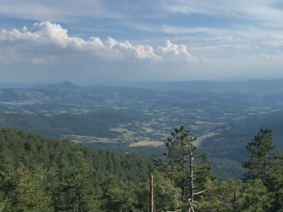 Bespravna seča, bolesti i suša