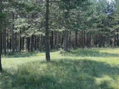 Bespravna seča, bolesti i suša