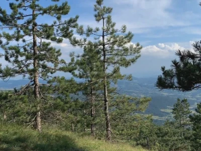 Bespravna seča, bolesti i suša