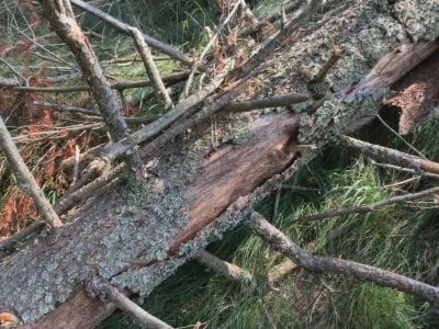 Bespravna seča, bolesti i suša
