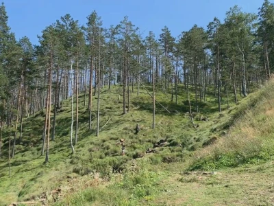 Bespravna seča, bolesti i suša