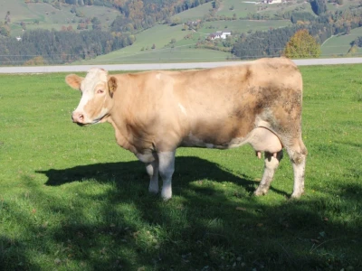 Biohof Ebenbauer - ekološka farma u austrijskim Alpima