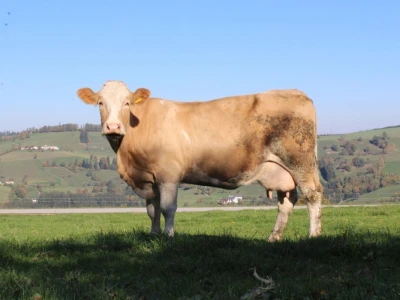 Biohof Ebenbauer - ekološka farma u austrijskim Alpima