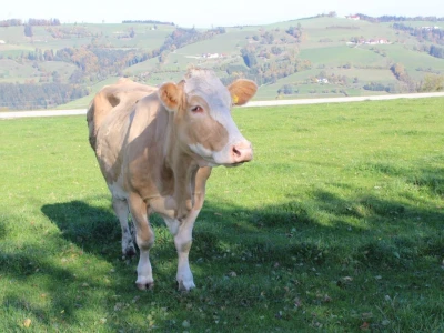 Biohof Ebenbauer - ekološka farma u austrijskim Alpima