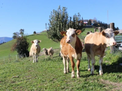 Biohof Ebenbauer - ekološka farma u austrijskim Alpima