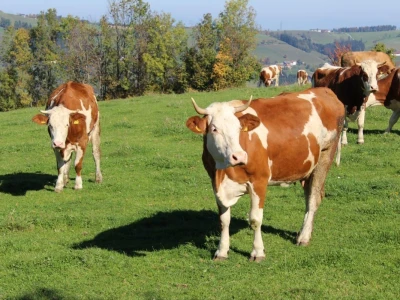 Biohof Ebenbauer - ekološka farma u austrijskim Alpima