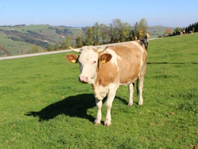 Biohof Ebenbauer - ekološka farma u austrijskim Alpima
