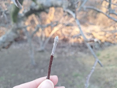 Bolesti i štetočine jabuke