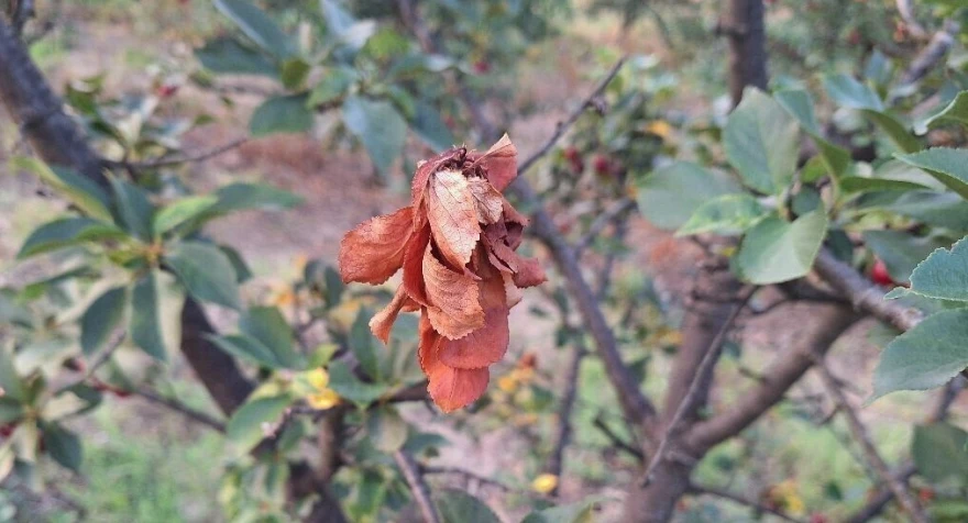 Monilioza