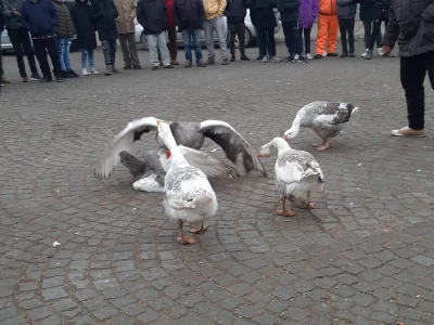 Borba gusana