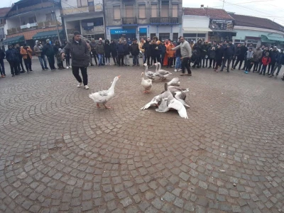 Borba gusana