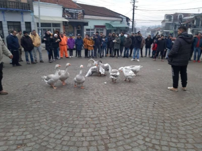 Borba gusana