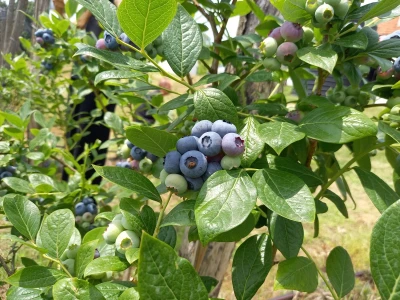 Borovnice