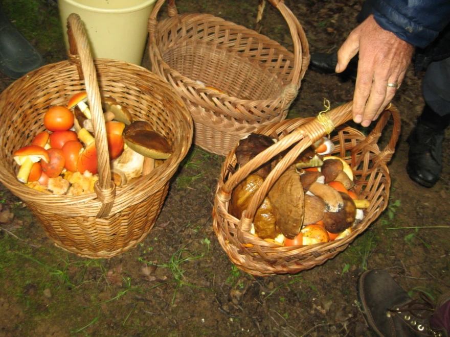 Korpa pečuraka