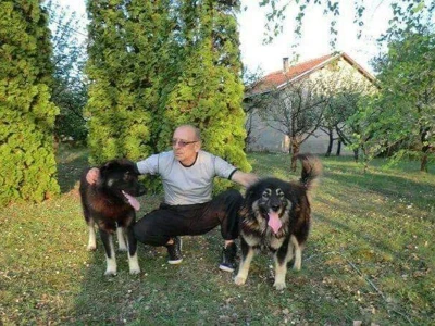 Brdski konj